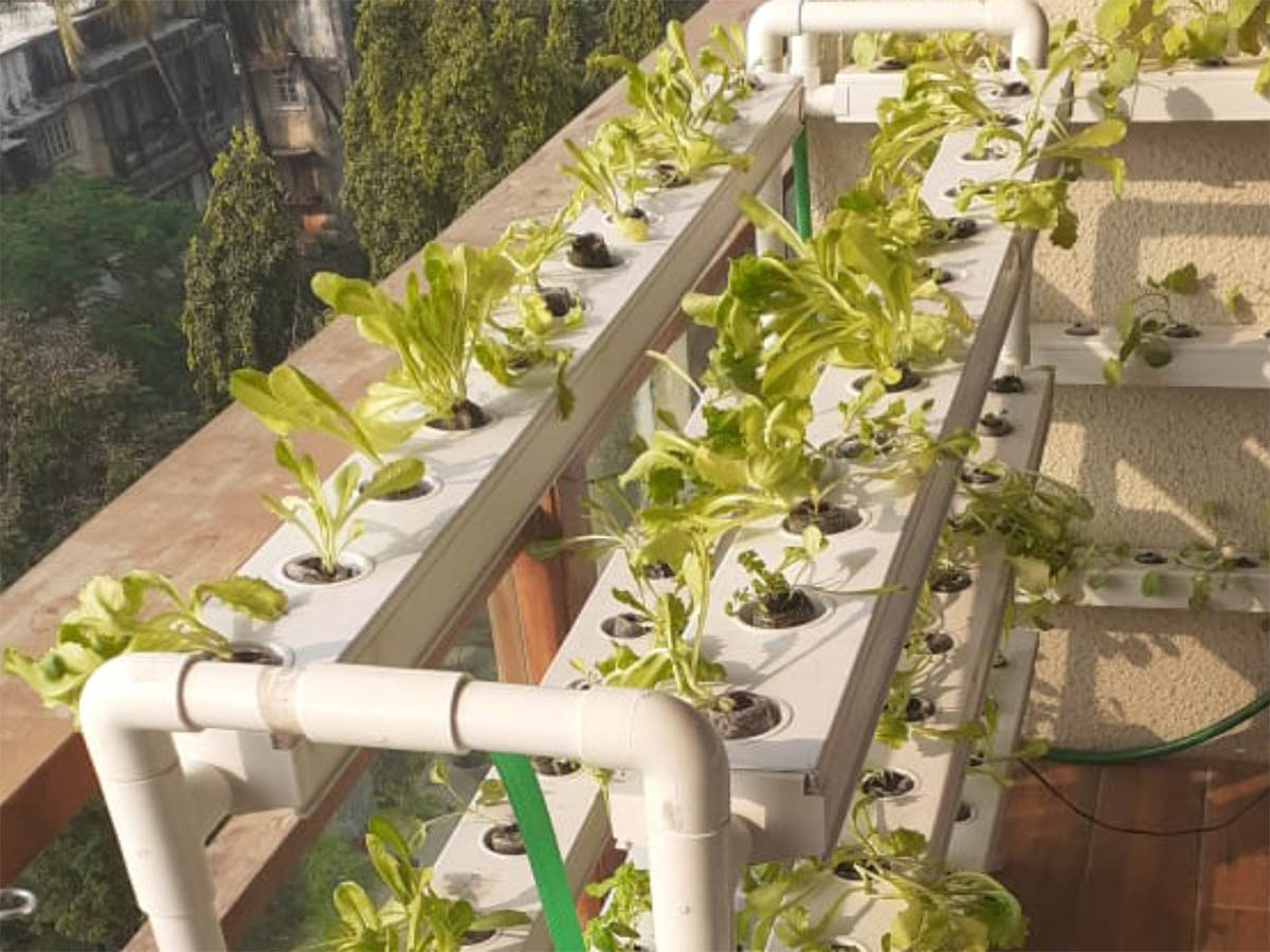 How Does a Hydroponics System Work?