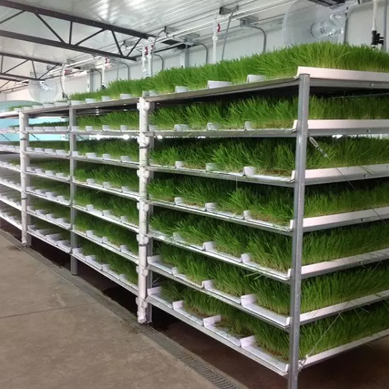 Hydroponic Fodder System