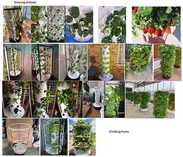 Pineapple Tower Hydroponic Pineapple Tower Hydroponic