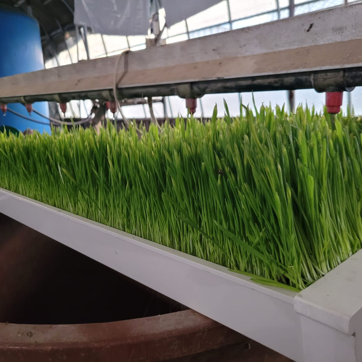 Hydroponic Fodder Machine