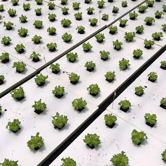 DWC Floating Raft