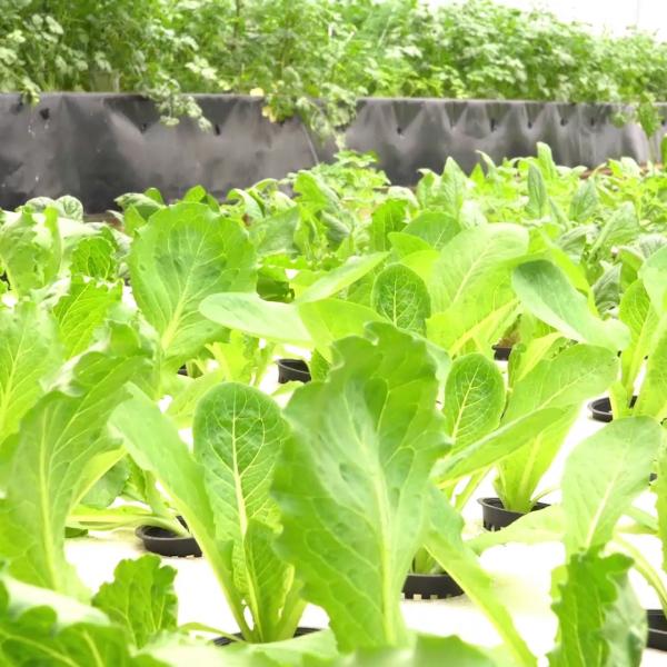Deep Water Culture Hydroponics