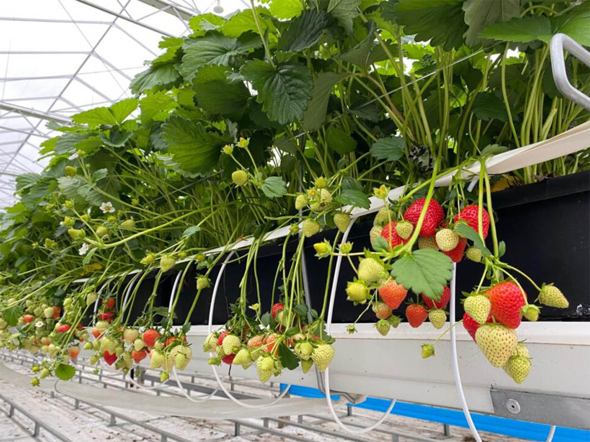 NFT Hydroponic System Work NFT Hydroponic System Work