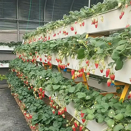 Strawberry Troughs