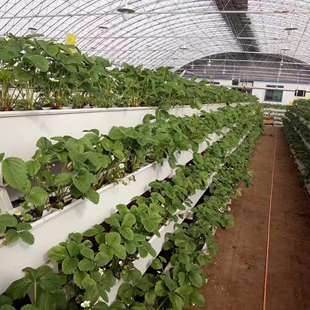 Commercial Strawberry Troughs