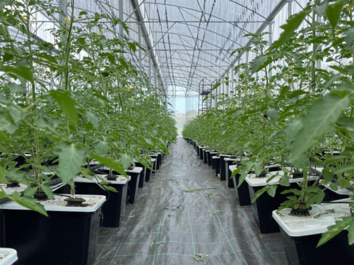 How Much Water Does a Hydroponic System Use? How Much Water Does a Hydroponic System Use?