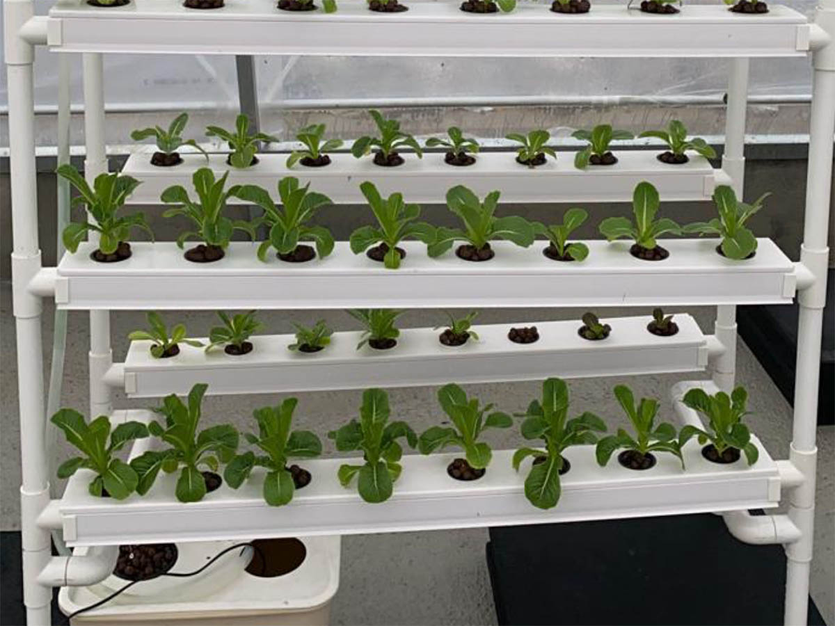 What Are Common Vertical Hydroponic Problems What Are Common Vertical Hydroponic Problems