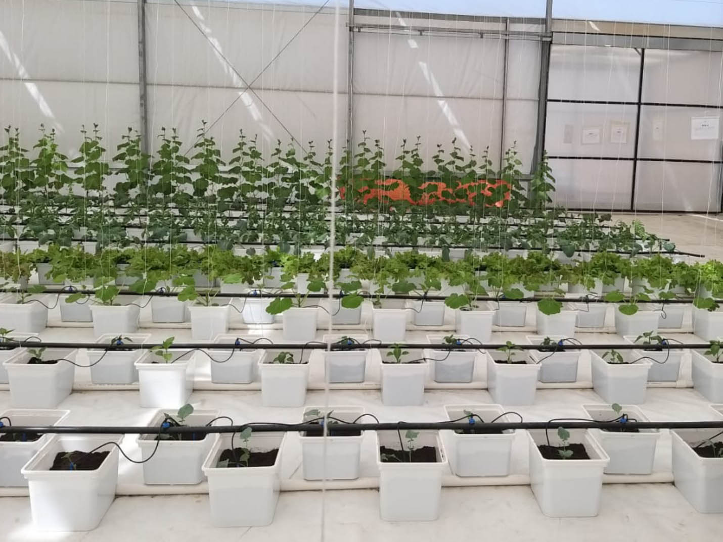 Dutch bucket
