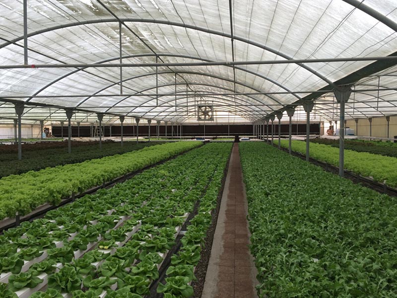 NFT Hydroponics