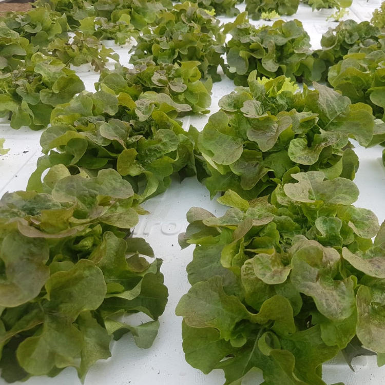 DWC Hydroponic Floating Raft